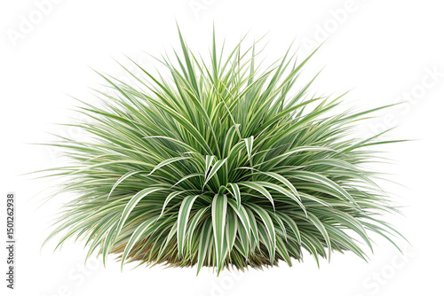 Variegated Mondo Grass Bush on Transparent Background,ai generated