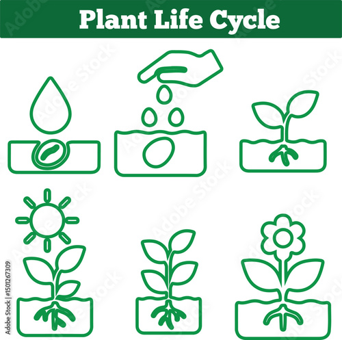 Plant Life Cycle Icons: Stages of Plant Growth Illustrated