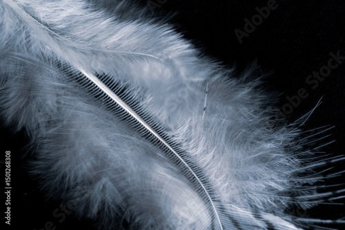Feather close up with coll tones
