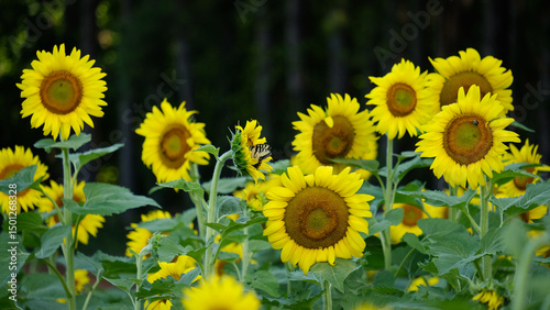 Butterfly pollinates sunflowers in field