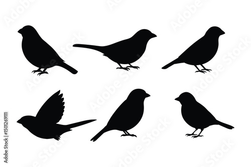 House sparrow silhouette vector bundle  illustration, House Sparrow Silhouette Vector Bundle  Black Bird Illustrations on White Background

