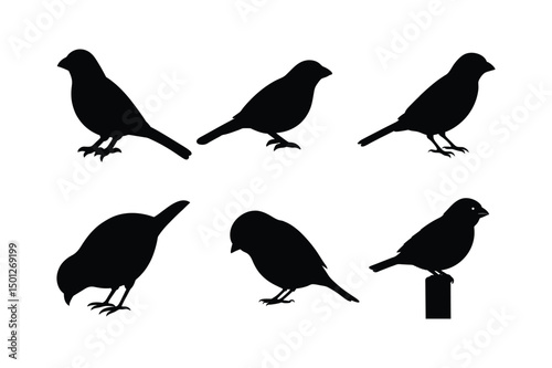 Wallpaper Mural House sparrow silhouette vector bundle  illustration, House Sparrow Silhouette Vector Bundle  Black Bird Illustrations on White Background

 Torontodigital.ca