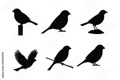 Wallpaper Mural House sparrow silhouette vector bundle  illustration, House Sparrow Silhouette Vector Bundle  Black Bird Illustrations on White Background

 Torontodigital.ca