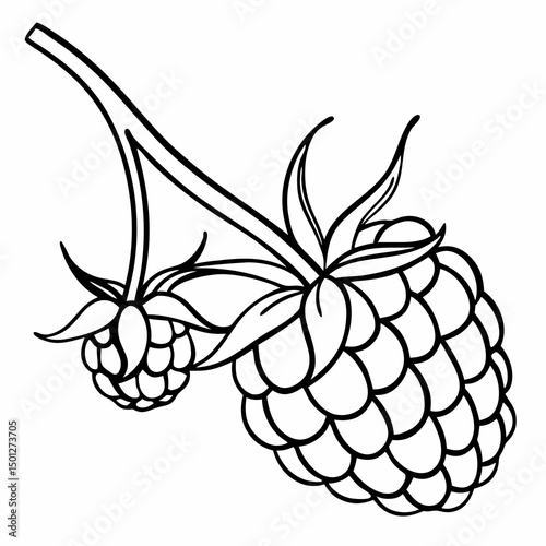 Simple Raspberry Illustration and wild berries mix, raspberry, blueberries, blackberries isolated on white background, clipping path, full depth of field