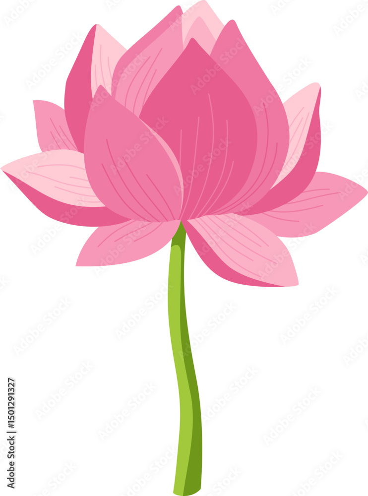 Fototapeta premium Pink Lotus Flower Blooming