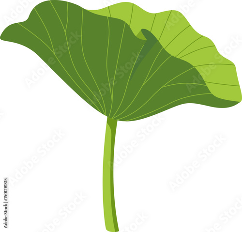 Green Lotus Leaf Stem