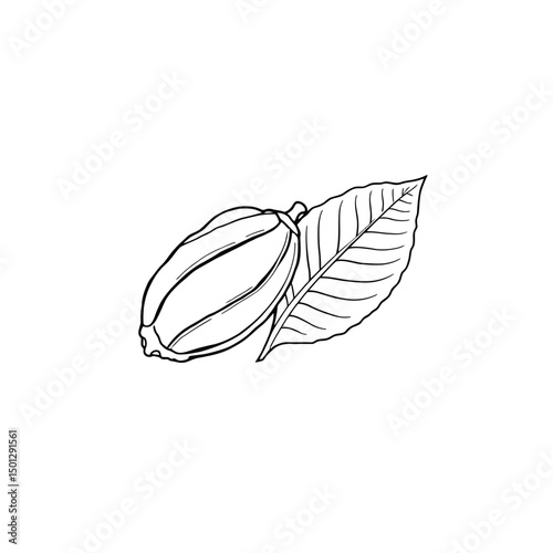 Hand drawn cacao pod with leaf illustration