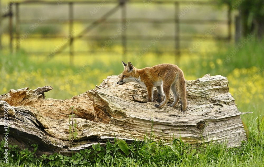 Obraz premium A young Fox Cub exploring a fallen tree.