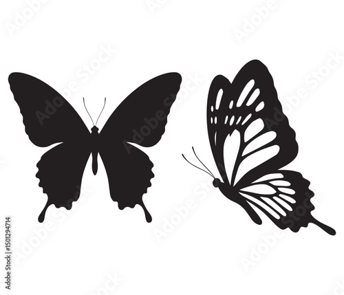 butterfly vector illustration