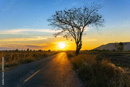 A lone tree on an quiet roadside in a wide field at sunset