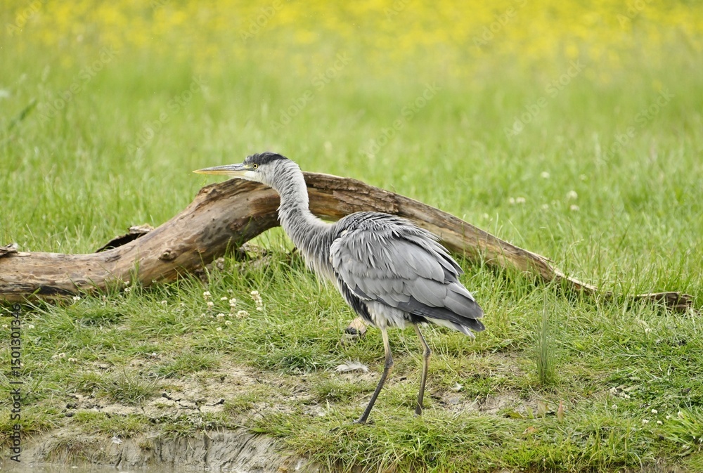 Fototapeta premium A grey Heron stood on land by the waters edge.