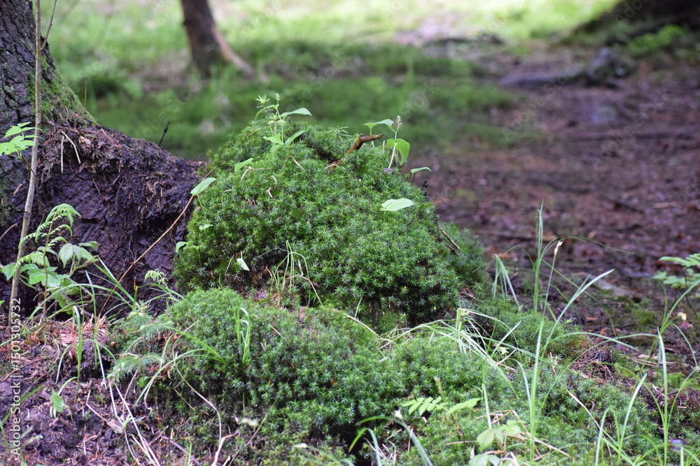 Fototapeta premium moss on the tree