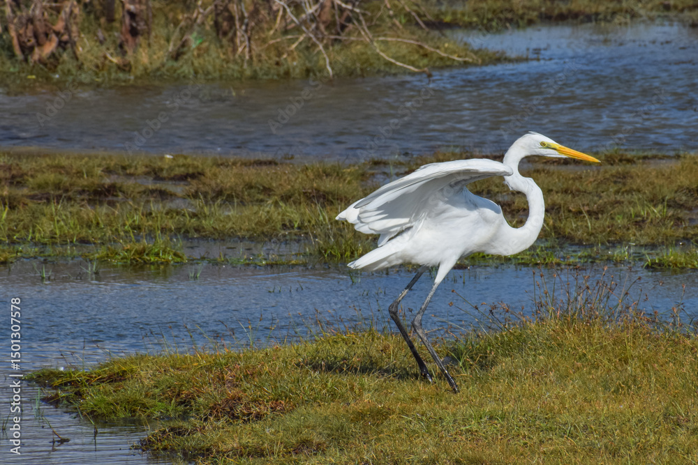 Obraz premium Snowy Egret or White Heron resting in the nature. Beautiful bird, Egretta thula.