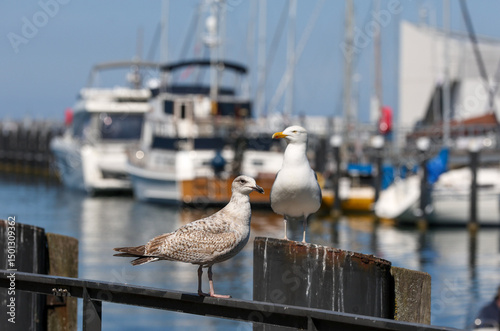 two european herring gulls (larus argentatus) photo