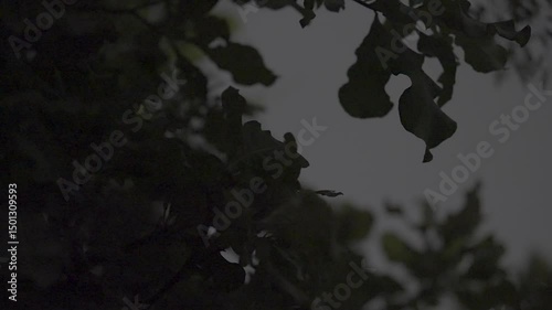 Glowing fireflies scatter and sync their light over leaves in the quiet darkness of an Moonlit Indian forest.