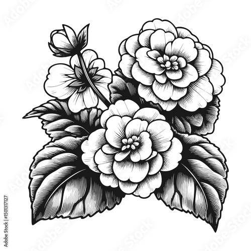 Ornate Black and White Begonia Bouquet Illustration