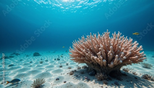 Wallpaper Mural Vibrant Underwater Scene Coral Reef Tropical Fish and Sandy Ocean Floor Torontodigital.ca