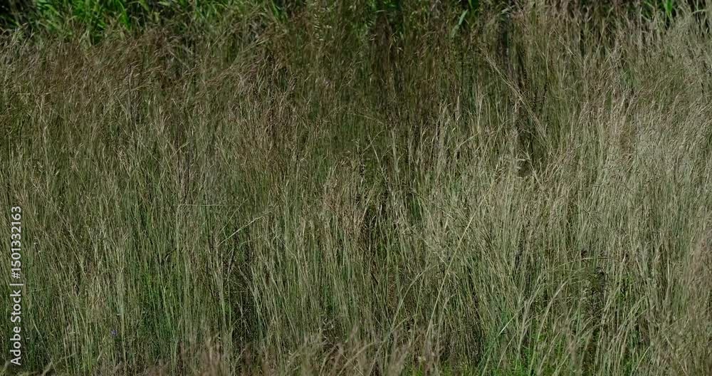grass in the wind grass in the wind