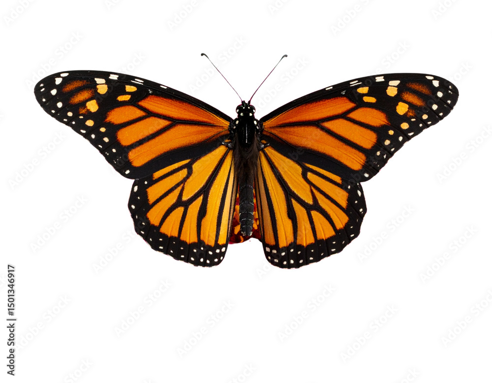 Fototapeta premium Realistic Monarch Butterfly Pollinating a Pink Zinnia, Isolated PNG