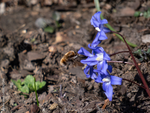 Large, dark-edged or greater bee fly (Bombylius major) with long rigid proboscis in the front of the head used to feed on the nectar from flowers
