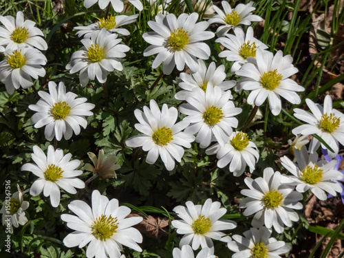 The Balkan anemone or winter windflower (Anemone or Anemonoides blanda) 'White splendour' flowering with white flowers in spring