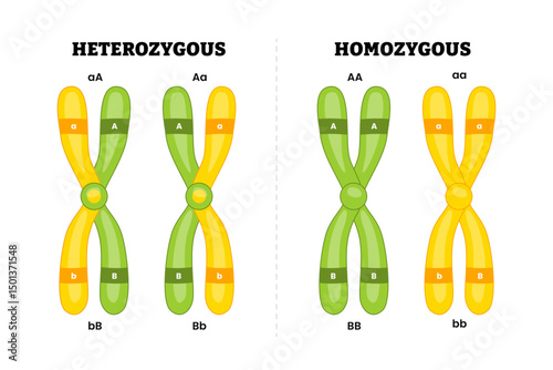 Difference heterozygous and homozygous chromosomes, same or different genes, educational medical poster design healthcare scheme, DNA genetic material gens, labeled p q arms, centromere, alleles. photo