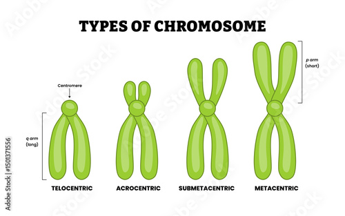 Different types of chromosome types, educational medical poster design healthcare scheme, DNA genetic material gens, telocentric, acrocentric, submetacentric, metacentric, centromere, p q arms.