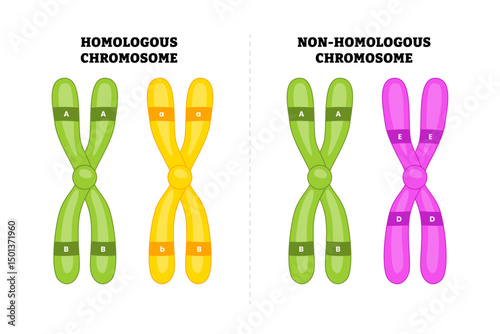 Homologous and Non-Homologous chromosomes, educational medical poster design healthcare scheme, DNA genetic material gens, eplication pairs chromosomes with same genes different alleles, centromere.