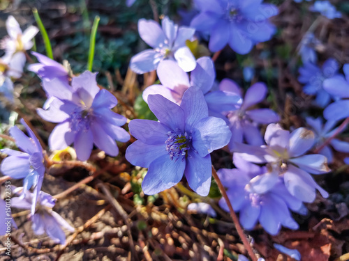 Close-up of the Common hepatica (Anemone hepatica or Hepatica nobilis) blooming with purple flowers in sunlight in the forest