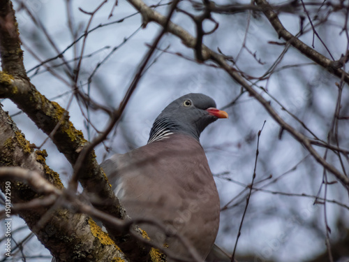 The common wood pigeon (Columba palumbus) - grey with the white on its neck and wing and green and white patches on neck sitting on a tree