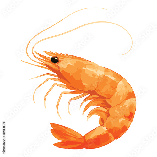 shrimp in watercolor illustration style, isolated vector on white background