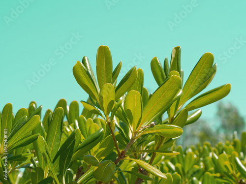 Greenery layout. Green leaves layout of pittosporum (mock orange) on light blue background. Green aesthetic. Laurel plant. Green foliage, natural structure. Minimalist leaves layout. Turquoise layout.