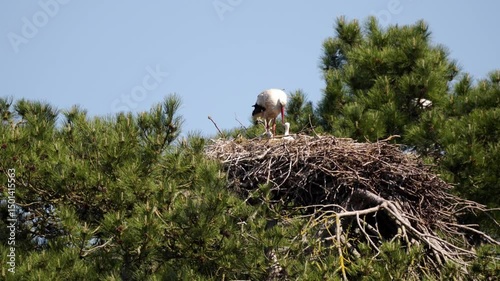vidéo avec une maman cigogne  surveillant et prenant soin des ses bébés au nid, vidéo vie sauvage de la belle dame nature