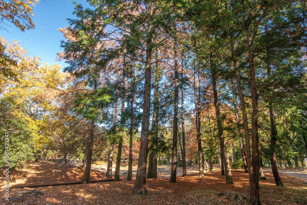 Naklejka premium 東京都江東区の清澄公園