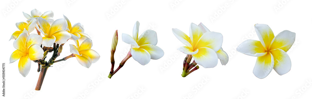 Fototapeta premium Frangipani flowers or spa flower isolated on white