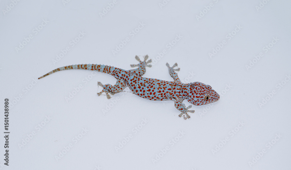 Naklejka premium Tokay Gecko on white background