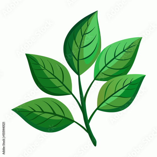 leaves of plants vector illustration