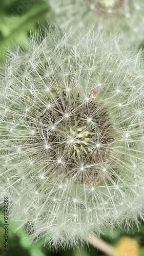 Detailed close-up image of a dandelion puff surrounded by green grass, highlighting the intricate seed structure