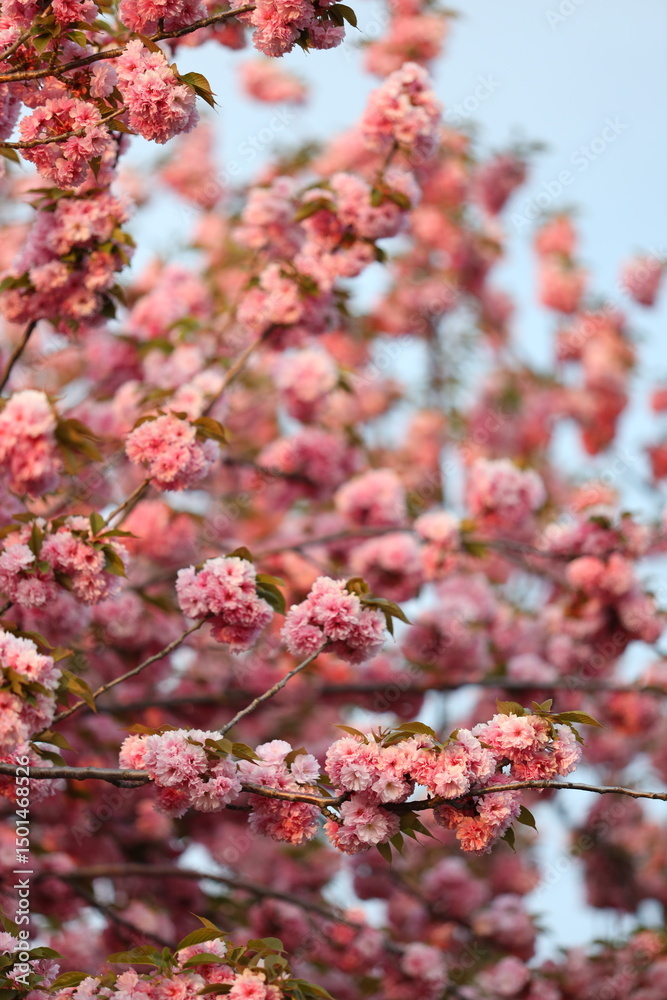 A tree with pink flowers is in full bloom. The flowers are scattered throughout the tree, with some blooming higher up and others lower down. The tree is surrounded by a clear blue sky A tree with pink flowers is in full bloom. The flowers are scattered throughout the tree, with some blooming higher up and others lower down. The tree is surrounded by a clear blue sky
