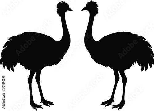 Two emu bird silhouette, Emu bird silhouette vector, Two emu face to face standing bird silhouette