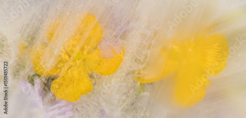 abstract background with two frozen yellow buttercup flowers in ice water creating a watercolor effect photo