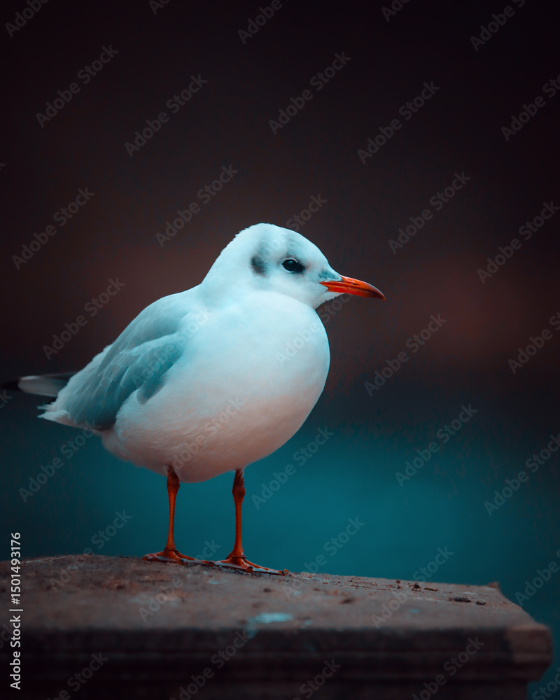 Fototapeta premium Seagull
