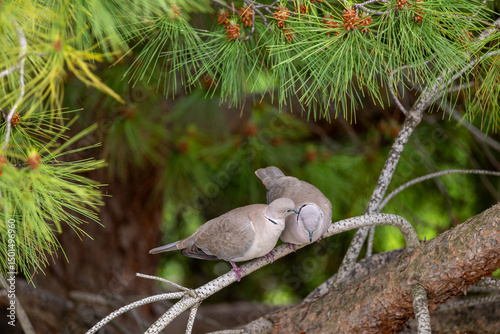 pigeon on a branch
