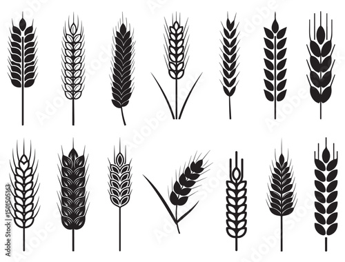 WHEAT SILHOUETTE