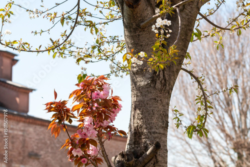 Sakura and apple branches flowers in background in Istanbul, Turkey