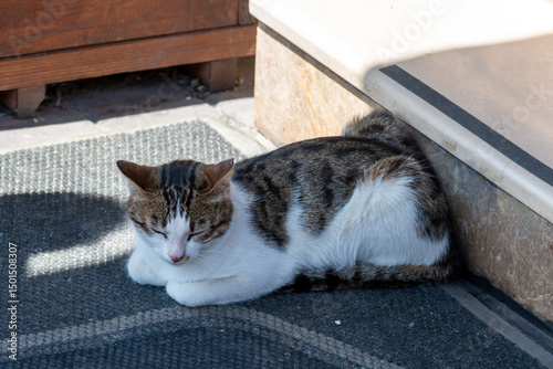 Cat lying on a rug in the shade