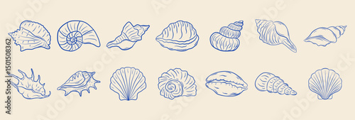 Set of hand-drawn seashells in monochrome blue ink. Tropical beach shells. Summer vacation design elements. Vector illustration.