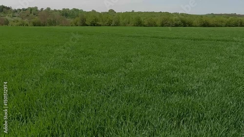 green wheat field in the wind. Ukrainian landscape in spring. wheat field in spring. green grass in the wind