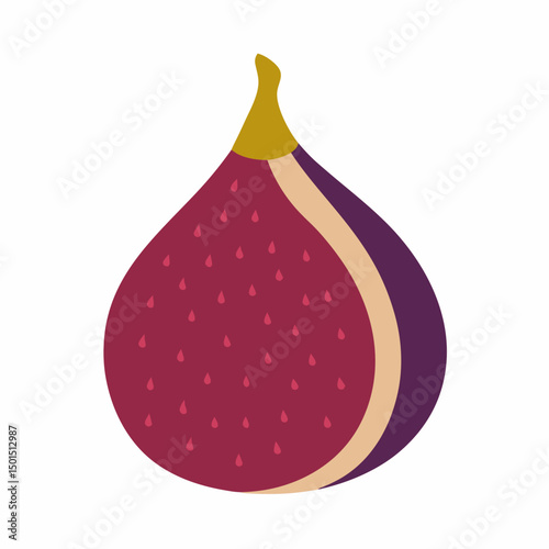 vector illustration of an Fig