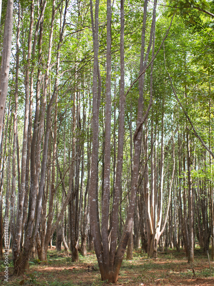 Fototapeta premium Agarwood tree in the plant,Perfume industry